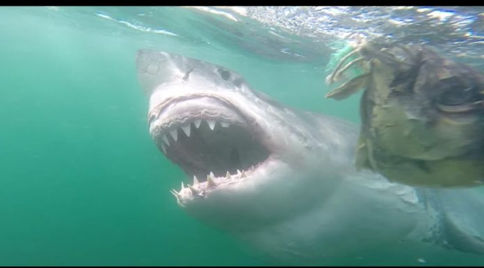 Are there great white sharks in Cape Town? Are there great white sharks in Cape Town?