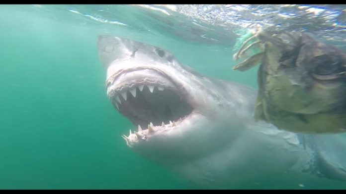 Are there great white sharks in Cape Town?