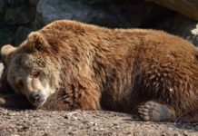 Are there grizzly bears in Utah? Are there grizzly bears in Utah?