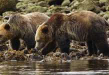 Are there grizzly bears in Yellowstone? Are there grizzly bears in Yellowstone?