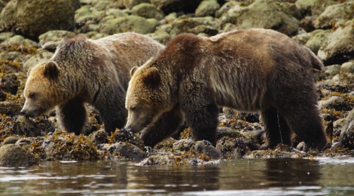 Are there grizzly bears in Yellowstone? Are there grizzly bears in Yellowstone?