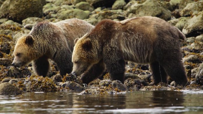 Are there grizzly bears in Yellowstone?