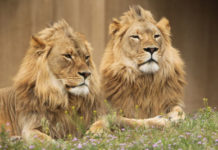 Are there mountain lions in Utah? Are there mountain lions in Utah?