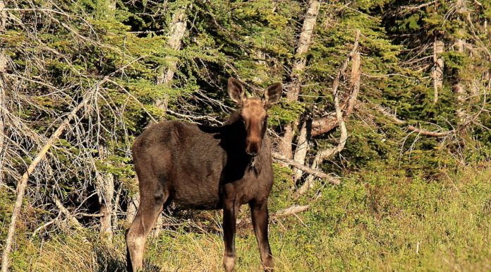 Are there orcas in Cape Breton? Are there orcas in Cape Breton?