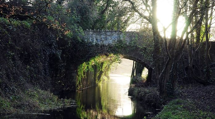 Are there orcas in Ireland? Are there orcas in Ireland?
