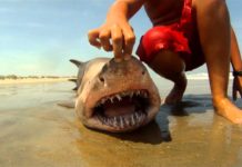 Are there sharks at Rainbow Beach? Are there sharks at Rainbow Beach?