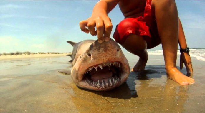Are there sharks at Rainbow Beach? Are there sharks at Rainbow Beach?