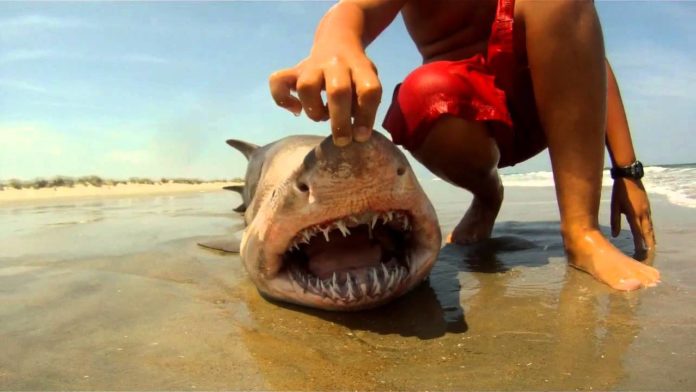 Are there sharks at Rainbow Beach?