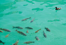 Are there sharks in Lake Garda? Are there sharks in Lake Garda?
