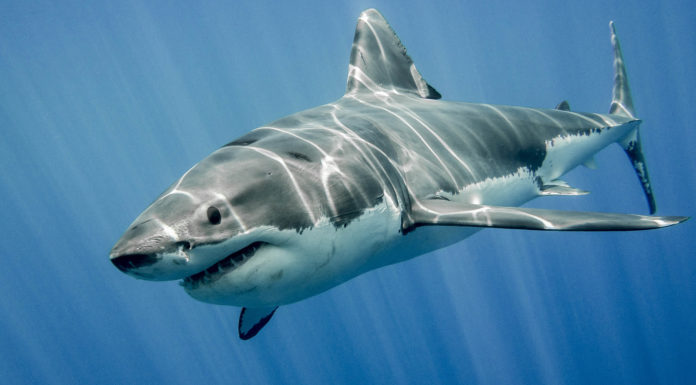 Are there sharks in the Everglades? Are there sharks in the Everglades?