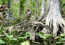 Are there still monkeys at Silver Springs? Are there still monkeys at Silver Springs?