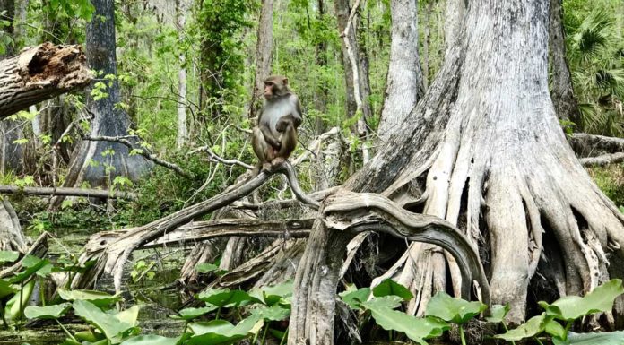Are there still monkeys at Silver Springs? Are there still monkeys at Silver Springs?