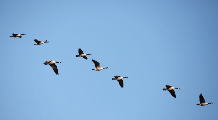 Can I fly to Basel from UK? Can I fly to Basel from UK?