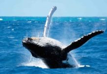 Can I see whales in Iceland in September? Can I see whales in Iceland in September?