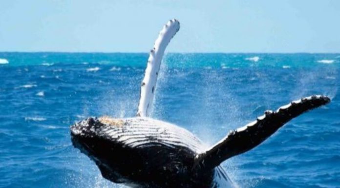Can I see whales in Iceland in September? Can I see whales in Iceland in September?