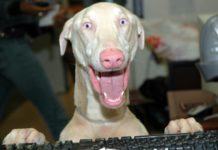 Can I take my dog abroad on holiday? Can I take my dog abroad on holiday?
