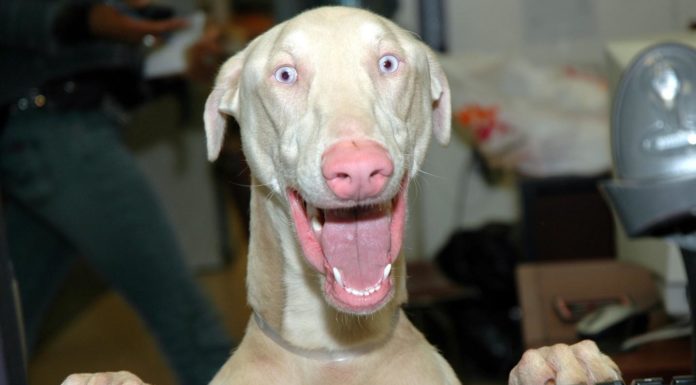 Can I take my dog abroad on holiday? Can I take my dog abroad on holiday?