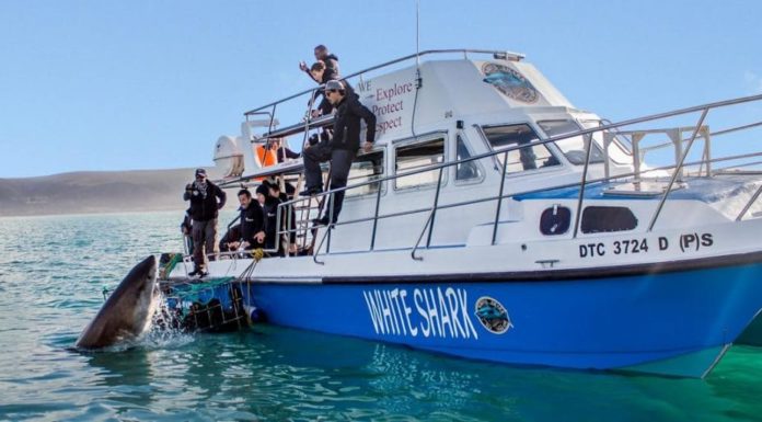 Can anyone go in a shark cage? Can anyone go in a shark cage?