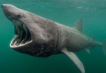 Can basking sharks hurt you? Can basking sharks hurt you?