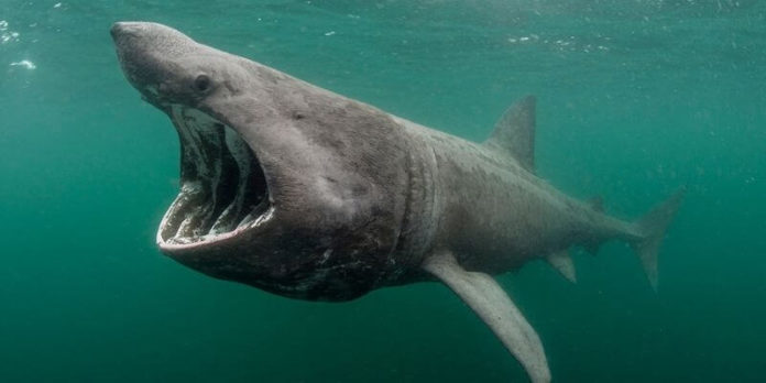 Can basking sharks hurt you?