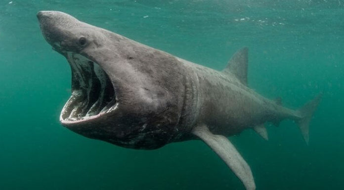 Can basking sharks hurt you? Can basking sharks hurt you?