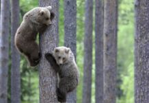 Can cheetah climb tree? Can cheetah climb tree?