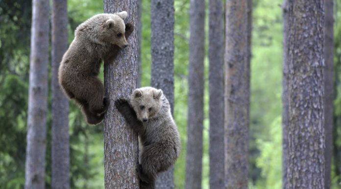 Can cheetah climb tree? Can cheetah climb tree?