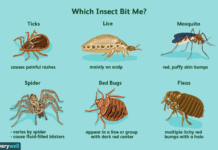 Can midge bites make you sick? Can midge bites make you sick?