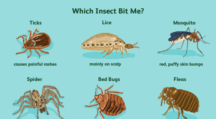 Can midge bites make you sick? Can midge bites make you sick?