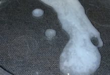 Can onion increase sperm? Can onion increase sperm?