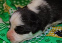 Can we fly to Redang? Can we fly to Redang?