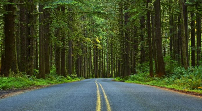 Can you drive an RV through Olympic National Park? Can you drive an RV through Olympic National Park?