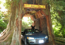 Can you drive through Sequoia National Park right now? Can you drive through Sequoia National Park right now?