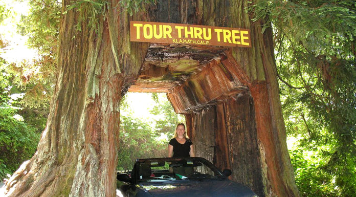 Can you drive through Sequoia National Park right now? Can you drive through Sequoia National Park right now?