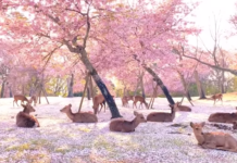 Can you feed deer in Nara? Can you feed deer in Nara?