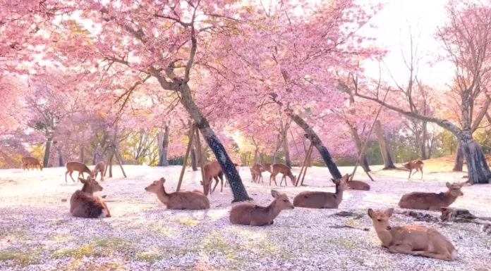 Can you feed deer in Nara? Can you feed deer in Nara?
