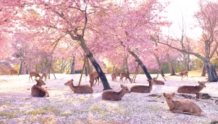 Can you feed deer in Nara?