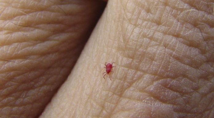 Can you fly from UK to Greenland? Can you fly from UK to Greenland?