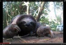 Can you hug a sloth? Can you hug a sloth?