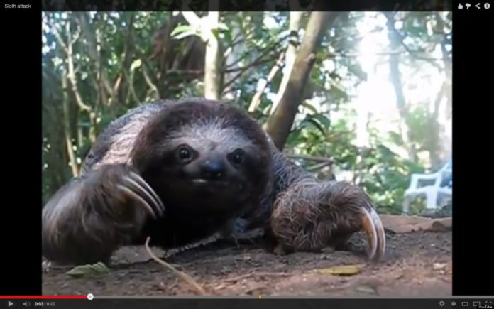 Can you hug a sloth?