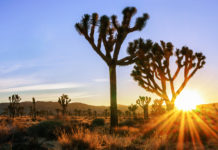 Can you just drive through Joshua Tree? Can you just drive through Joshua Tree?
