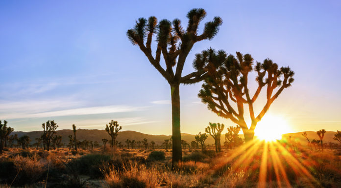 Can you just drive through Joshua Tree? Can you just drive through Joshua Tree?