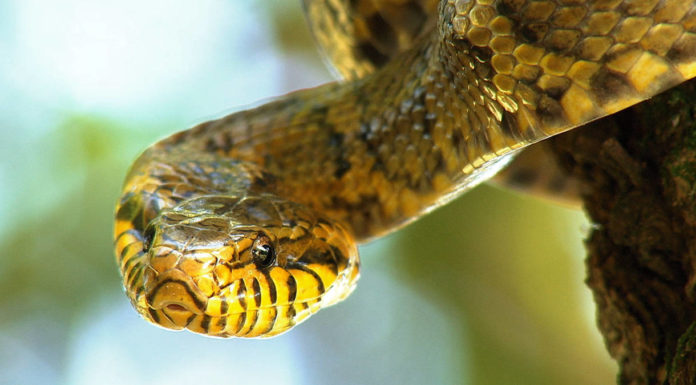 Can you live in Mystic Falls? Can you live in Mystic Falls?