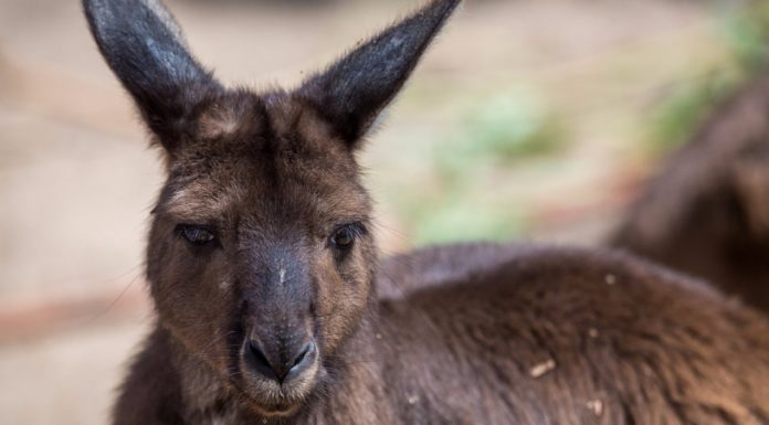 Can you meet the Irwins at Australia Zoo? Can you meet the Irwins at Australia Zoo?