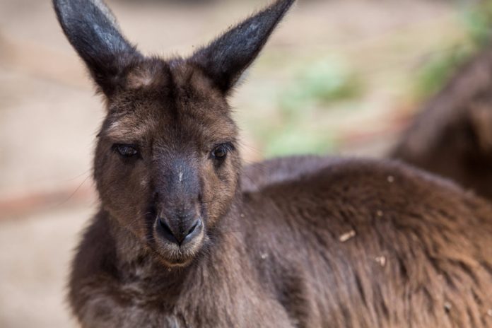 Can you meet the Irwins at Australia Zoo?