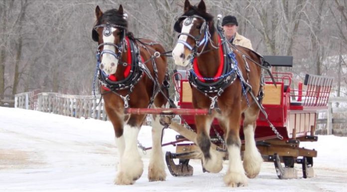 Can you ride horses in Denver? Can you ride horses in Denver?