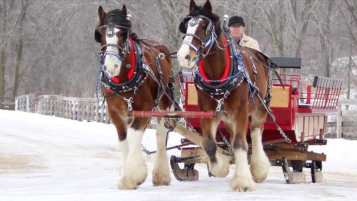 Can you ride horses in Denver?