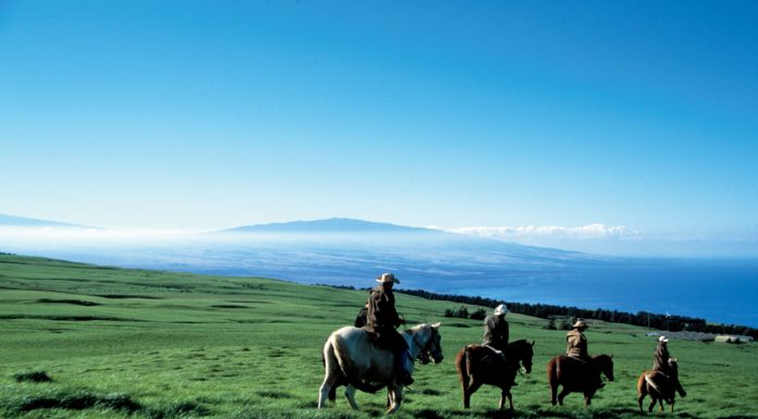 Can you ride horses on Cannon Beach? Can you ride horses on Cannon Beach?