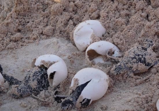 Can you see turtles in Phuket? Can you see turtles in Phuket?