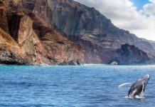 Can you see whales from the shore in Husavik? Can you see whales from the shore in Husavik?